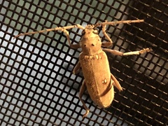 Eburia mutica