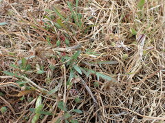 Microseris bigelovii