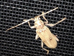 Eburia mutica