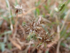 Microseris bigelovii