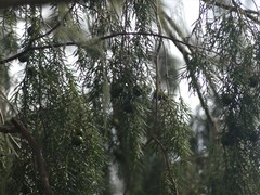Juniperus cedrus