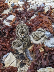 Charadrius semipalmatus