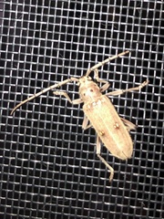Eburia mutica