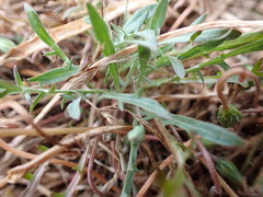 Microseris bigelovii