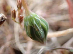 Microseris bigelovii