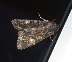 Apamea rubrirena