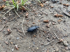 Iphthiminus serratus