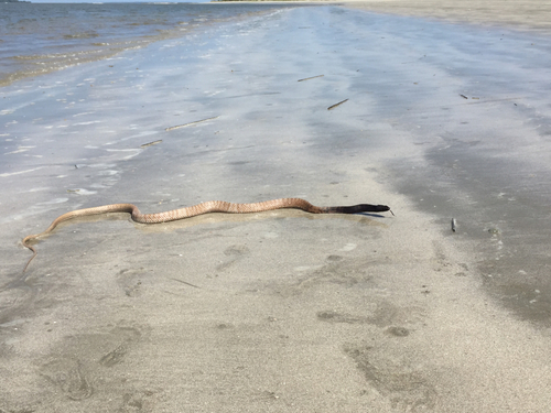Common Coachwhip, North Edisto River, Seabrook Island, SC, US, photo 9 of 10