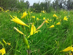 Hemerocallis minor