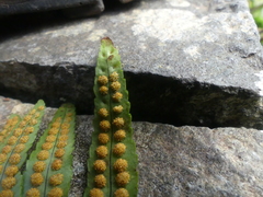 Polypodium macaronesicum subsp. macaronesicum image