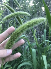 Setaria italica