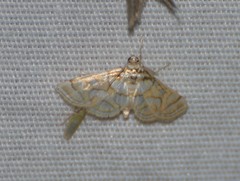 Pseudopyrausta santatalis