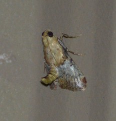 Cacozelia basiochrealis