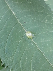 Neolasioptera vernoniae