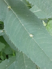 Neolasioptera vernoniae