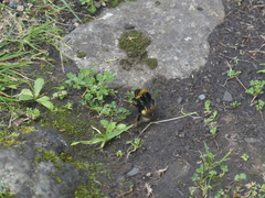 Bombus terrestris lusitanicus