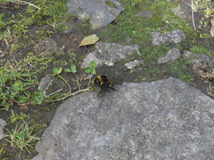 Bombus terrestris lusitanicus