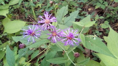 Vernonia greggii
