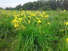 Hemerocallis minor
