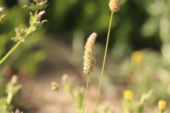 Phalaris californica