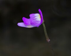 Utricularia cucullata