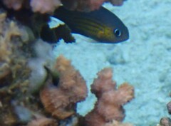 Pycnochromis vanderbilti