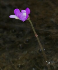 Utricularia cucullata
