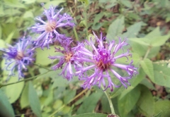 Vernonia greggii