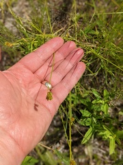 Homaemus aeneifrons
