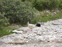 Crossoptilon crossoptilon