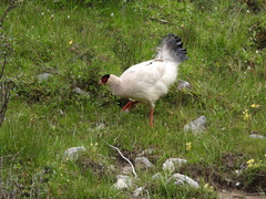 Crossoptilon crossoptilon