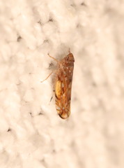 Scaphoideus opalinus