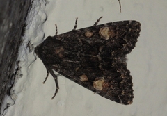 Apamea rubrirena