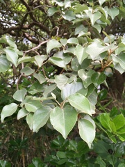 Elaeagnus macrophylla