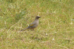 Trochalopteron elliotii