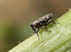 Cylindrocopturus