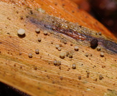 Hymenotorrendiella eucalypti image
