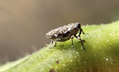 Cylindrocopturus