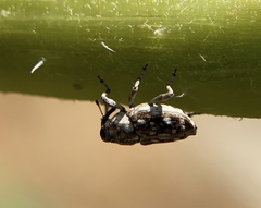 Cylindrocopturus