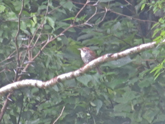 Thryophilus pleurostictus