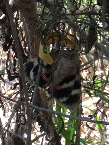 iNaturalist observation photo of Catocala ilia zoe
