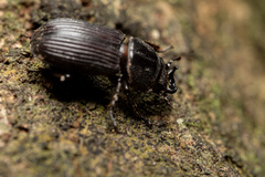 Nigidius sinicus