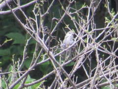 Thryophilus pleurostictus