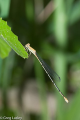 Leptobasis melinogaster