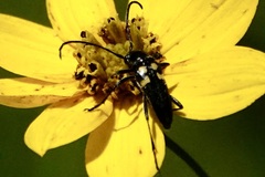 Typocerus lunulatus