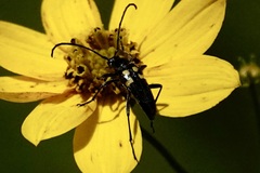 Typocerus lunulatus