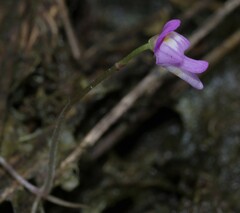 Utricularia cucullata