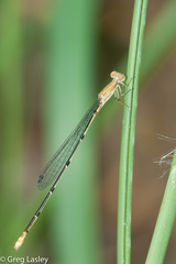 Leptobasis melinogaster