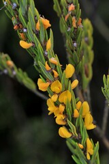 Aotus lanigera