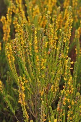 Aotus lanigera